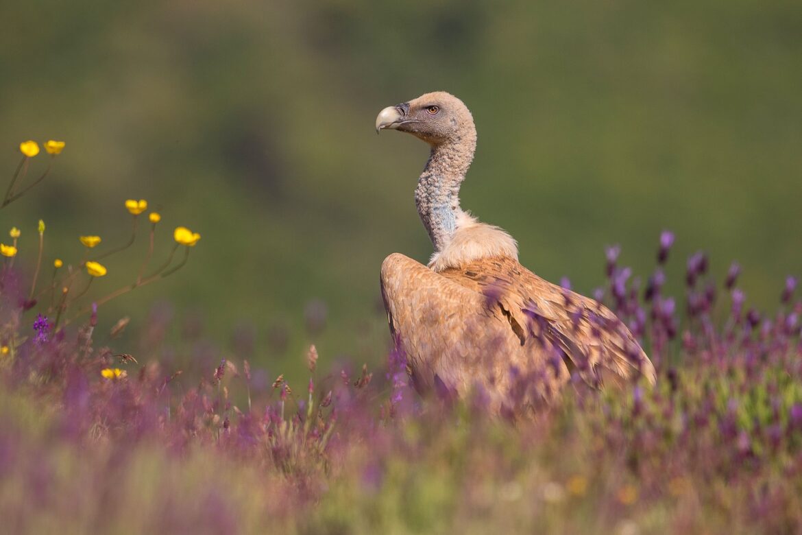 La Sierra Norte alza el vuelo con su nuevo mapa ornitológico