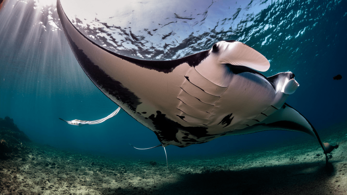 Pura Vida Diving se renueva en Koh Tao y abre nueva sede en Nusa Penida para bucear con mantarrayas