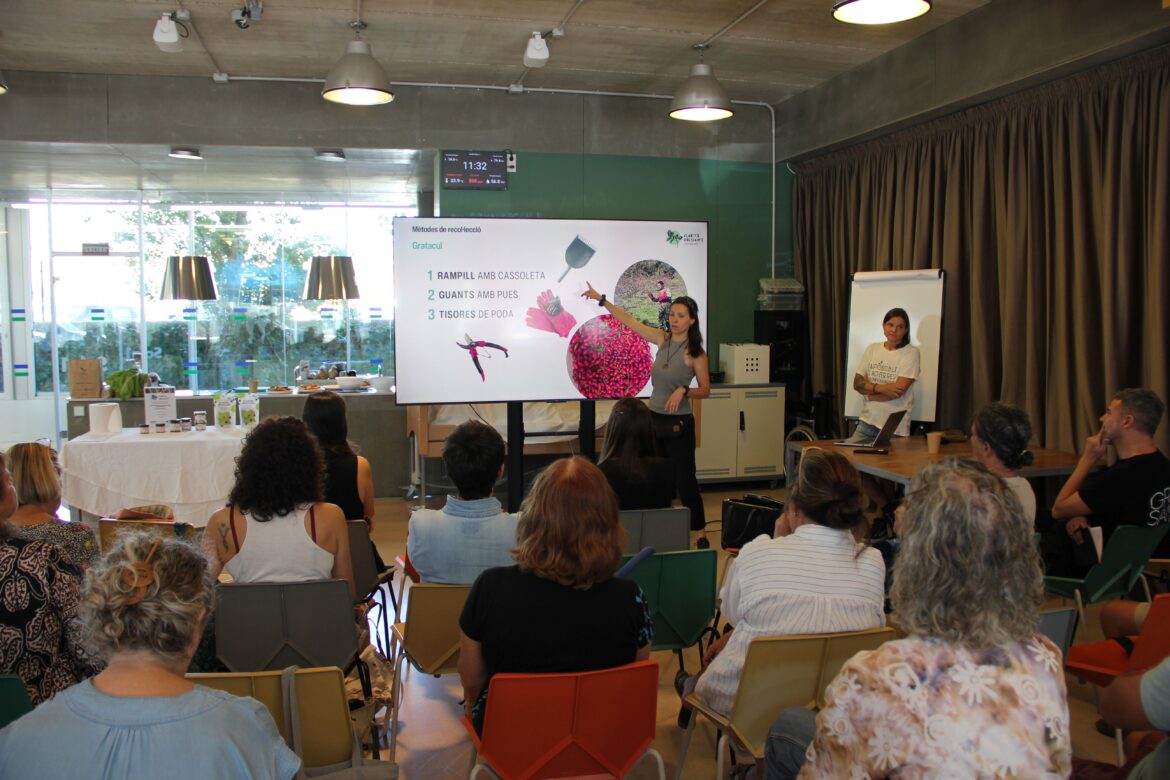 Exploran la viabilidad de crear y comercializar nuevos alimentos a base de escaramujos, endrinas, bellotas o piñas verdes mallorquinas