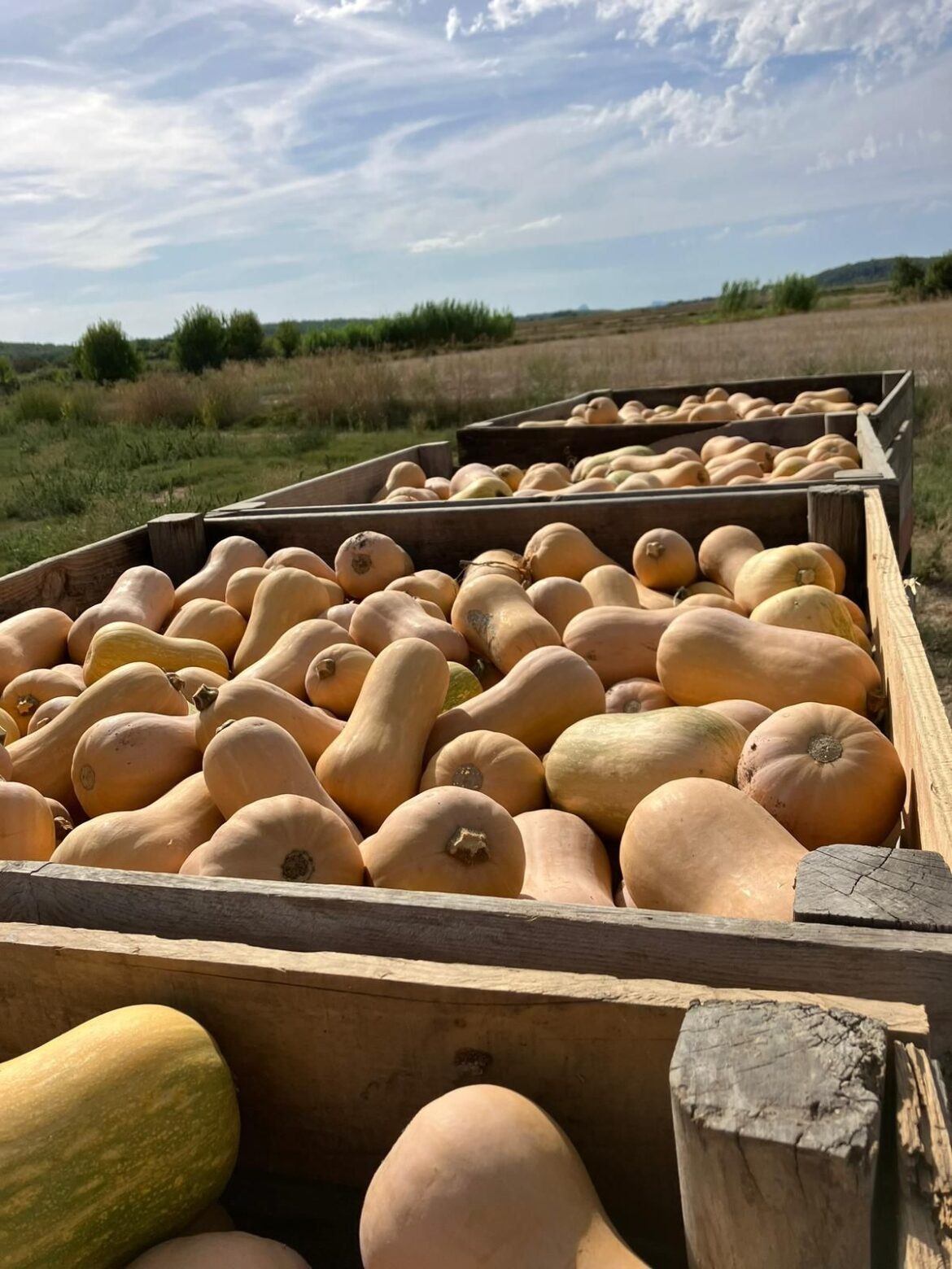 Calabaza cacahuete, una alternativa nacional para reducir el desperdicio en Halloween