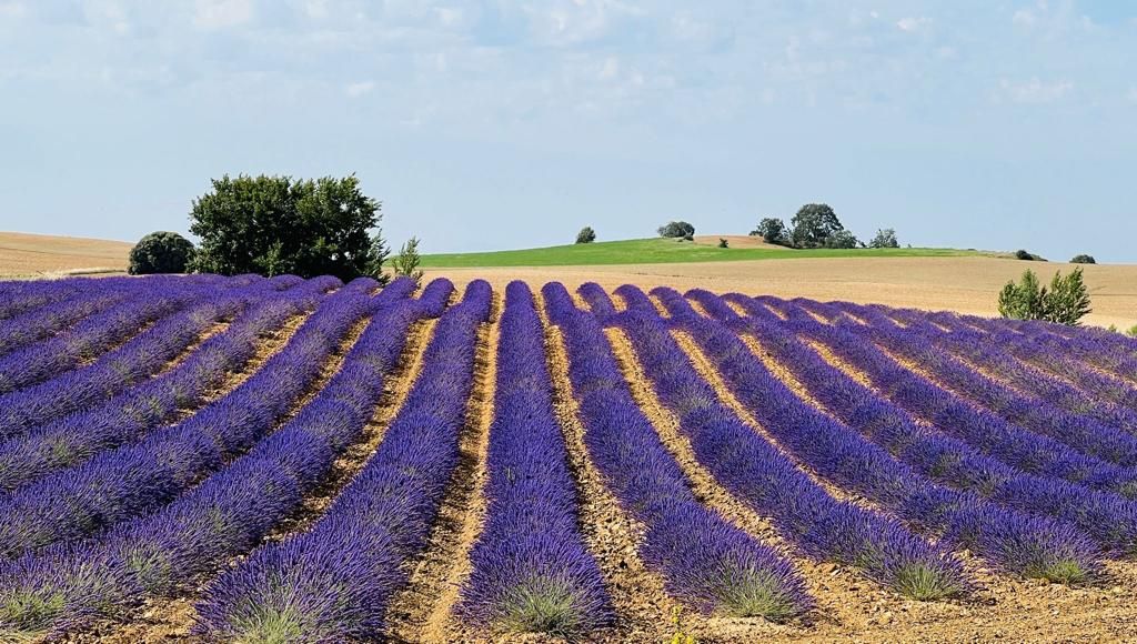 Agricultura_sostenible_2 Ener2crowd entra en el sector de la agricultura sostenible con proyectos que ofrecen rendimientos anuales de hasta el 10%
