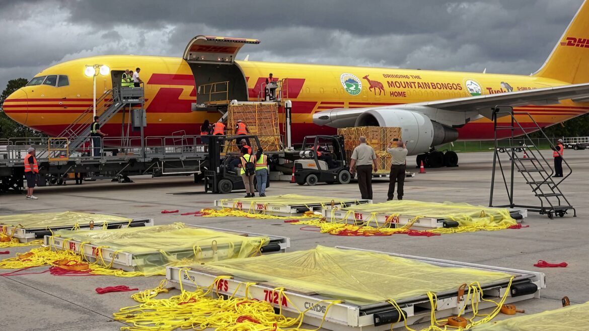 DHL presenta los envíos más insólitos realizados a lo largo de 2025
