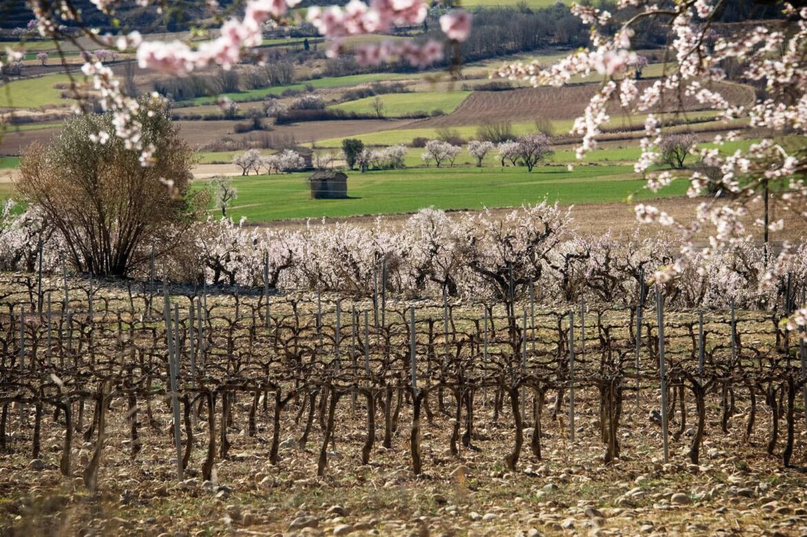 Bodegas Obergo enumera las claves que definen el carácter de su vino tinto del Somontano