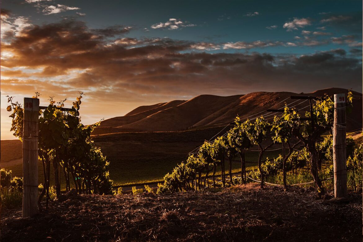 Obergo propone nuevos maridajes para su Chardonnay de Obergo en la temporada primaveral