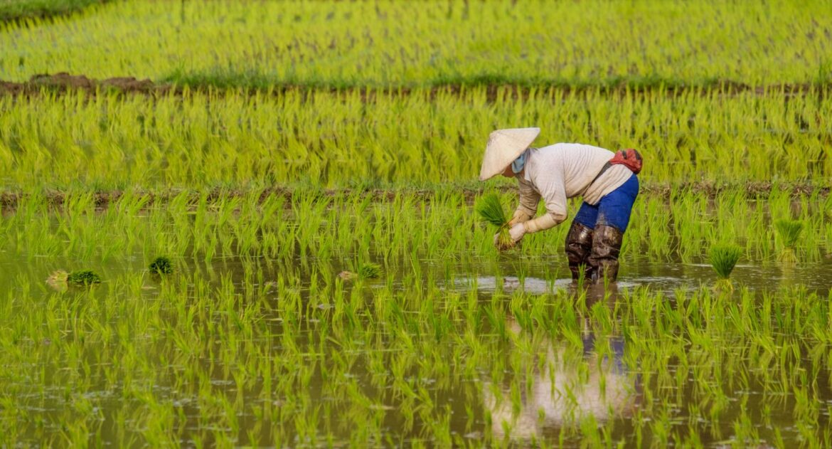 El arroz importado gana terreno en Europa y amenaza la autenticidad de la paella española