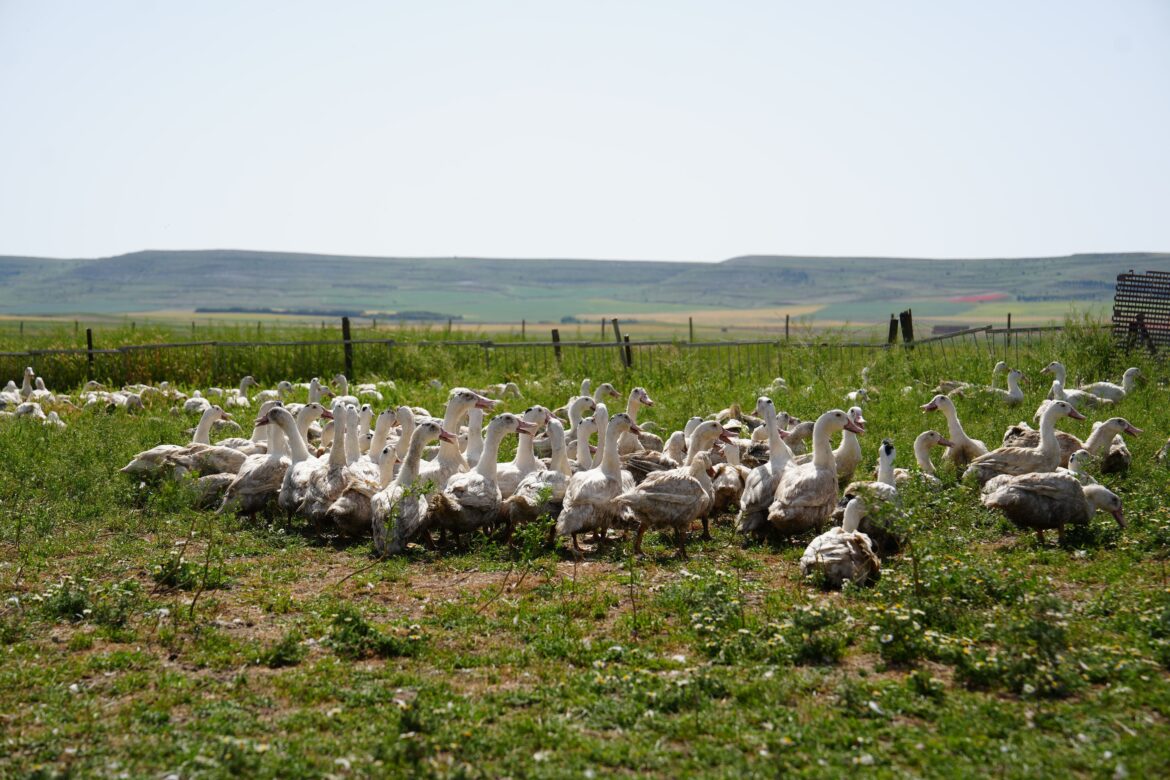 Influencers y periodistas descubren en Palencia el origen del Foie Gras 