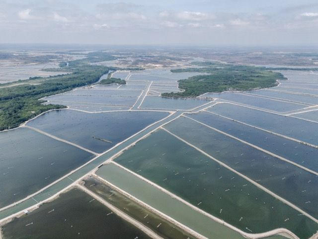 OBA presenta un informe sobre el impacto medioambiental de la producción de langostino importado de Ecuador