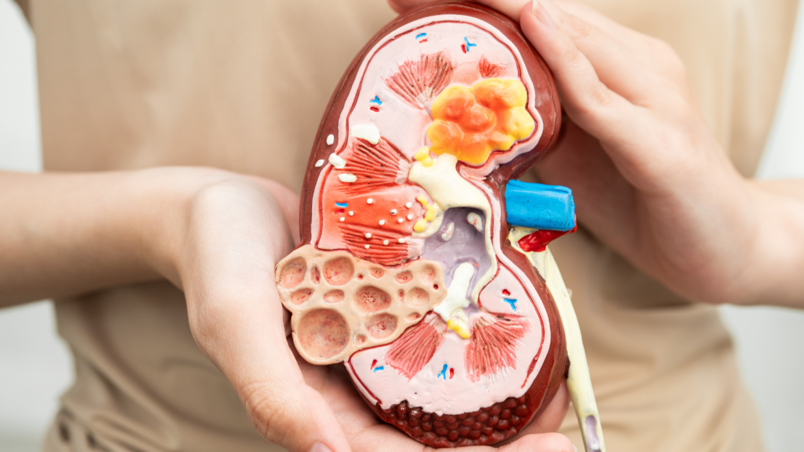 Cerca del 8% de las personas participantes en el programa de cribado de enfermedad renal en farmacias de Gipuzkoa han sido derivadas a Atención Primaria 