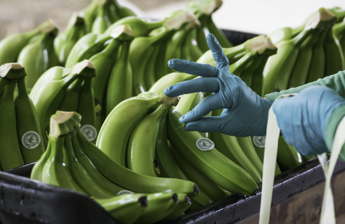 Productores colombianos alertan en Fruit Attraction, en Madrid, sobre los costes invisibles del banano sostenible